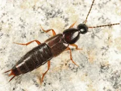 Philonthus lomatus thumbnail 1