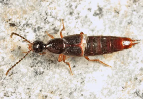 Philonthus monaeses