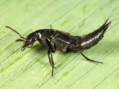 Philonthus politus thumbnail 4