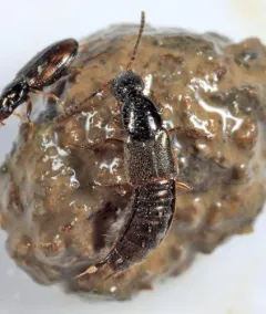 Philonthus quadricollis thumbnail 2