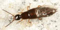 Philonthus sericans thumbnail 3