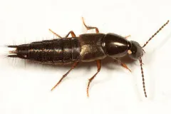 Philonthus sericinus thumbnail 2