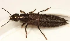 Platydracus praelongus thumbnail 2