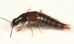 Quedius canadensis thumbnail 2