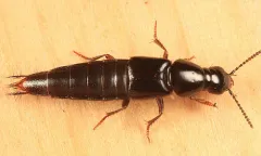 Quedius capucinus thumbnail 3