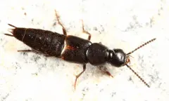 Quedius cinctus thumbnail 3