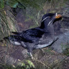 Rhinoceros Auklet thumbnail 4