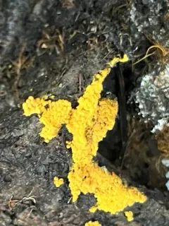 Phlebia subceracea thumbnail 4