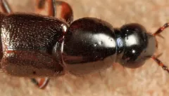 Quedius fulvicollis thumbnail 2