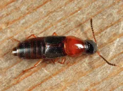 Quedius peregrinus thumbnail 3