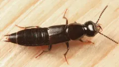 Quedionuchus plagiatus thumbnail 3