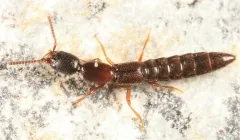 Stictolinus flavipes thumbnail 2