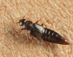 Trichophya pilicornis thumbnail 4
