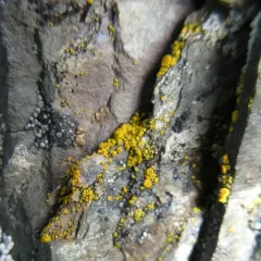 Common Goldspeck thumbnail 3