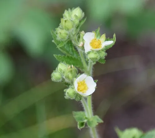cream cinquefoil