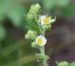 cream cinquefoil thumbnail 1