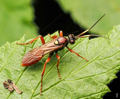 Eutanyacra vilissima