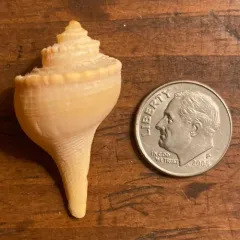 Channeled Whelk thumbnail 4
