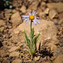 Longleaf Fleabane thumbnail 3