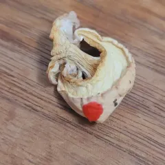 Calonarius olympianus thumbnail 4