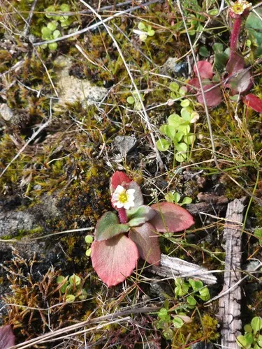 California Saxifrage
