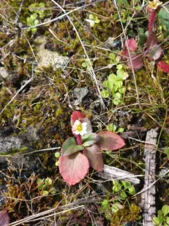California Saxifrage thumbnail 1