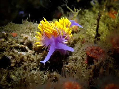Spanish Shawl