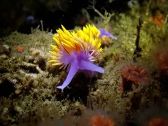 Spanish Shawl thumbnail 1
