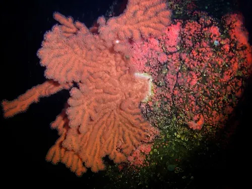 Paragorgia pacifica