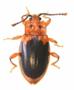 Black-backed Handsome Fungus Beetle thumbnail 4