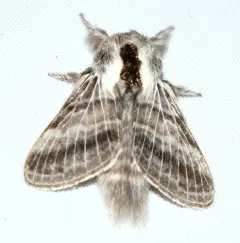 Tolype distincta thumbnail 2