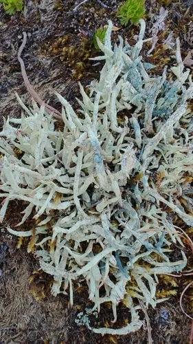 Arthrorhaphis aeruginosa