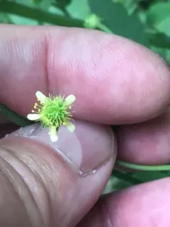 cream-colored avens thumbnail 1
