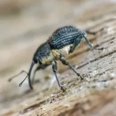 Balanobius salicivorus thumbnail 1