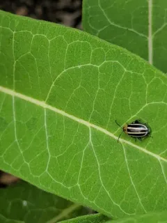 Pigweed Flea Beetle thumbnail 4