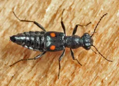 Dianous nitidulus thumbnail 3