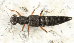 Stenus clavicornis thumbnail 3