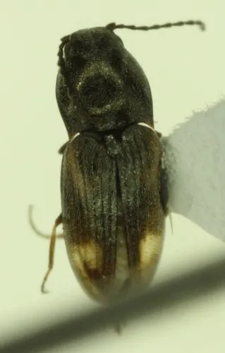 Western Gentle Click Beetle