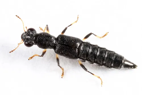 Stenus croceatus
