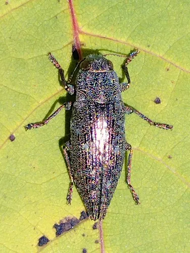 Hickory Jewel Beetle
