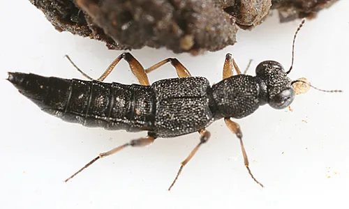 Stenus erythropus
