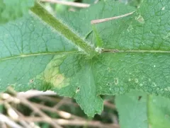 Leucospilapteryx venustella thumbnail 4