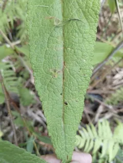 Bucculatrix eupatoriella thumbnail 3