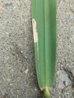 Elachista helodella thumbnail 2
