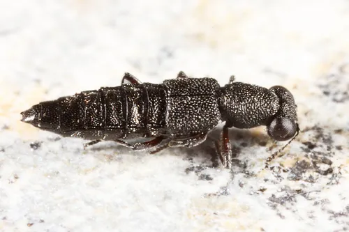 Stenus mammops