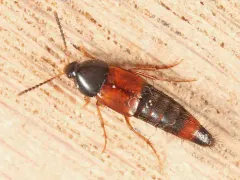 Bolitobius cingulatus thumbnail 2