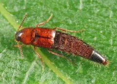 Bryoporus rufescens thumbnail 4