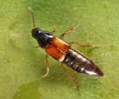 Carphacis effrenatus thumbnail 2