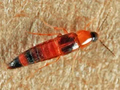 Ischnosoma pictum thumbnail 3