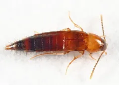 Ischnosoma virginicum thumbnail 3
